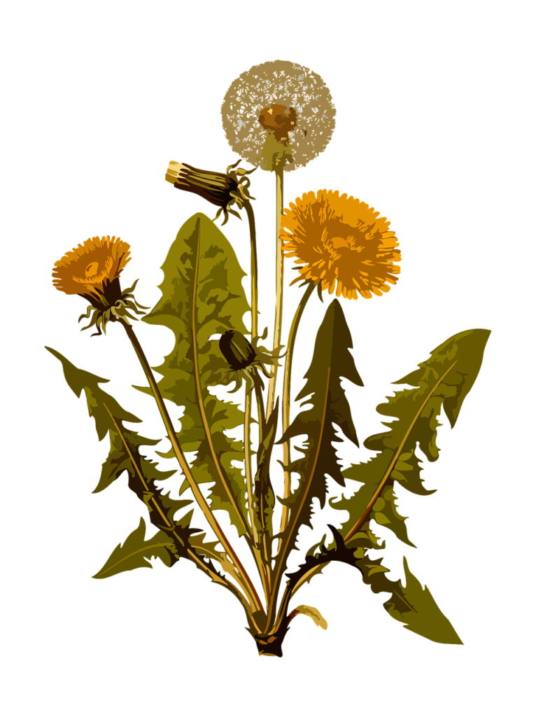 dandelion, herbal, medicinal-1299794.jpg