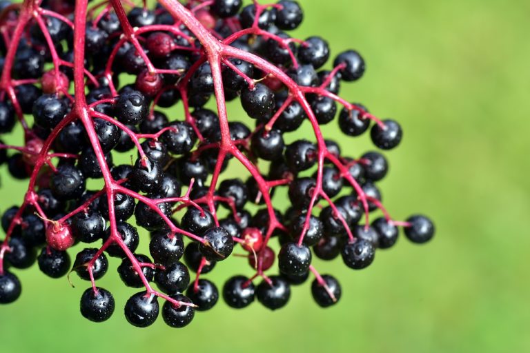 elder, ripe, berry-3553461.jpg